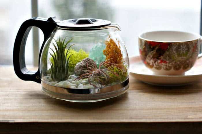 Create an Amazing Living Decoration with a Terrarium Garden