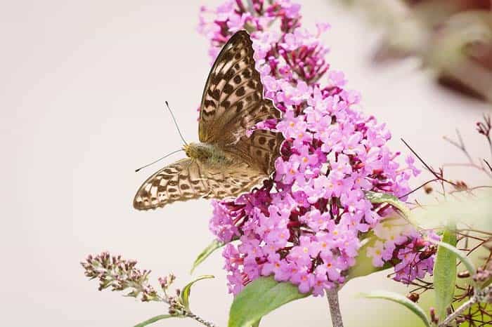 Lilac (Syringa)