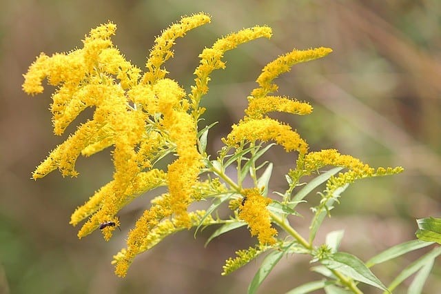 Golden Rod