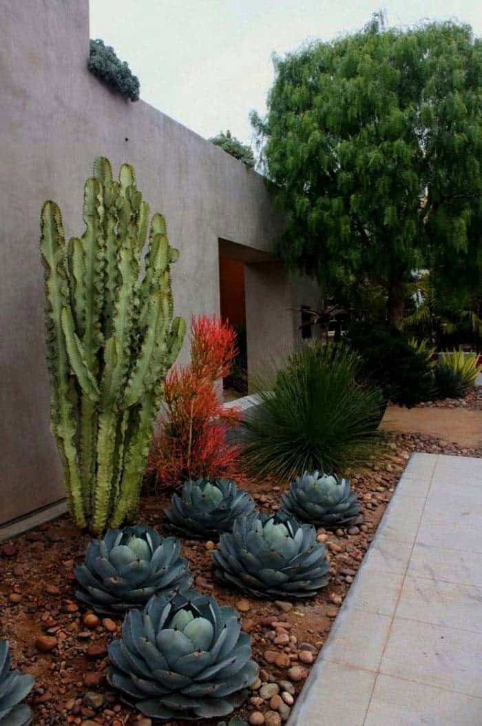 Incorporate Cacti in Your Rock GArden for a Rustic Look