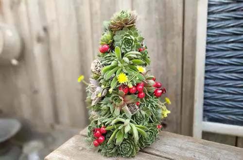 Brighten Up Your Home with a Colorful Succulent Tree