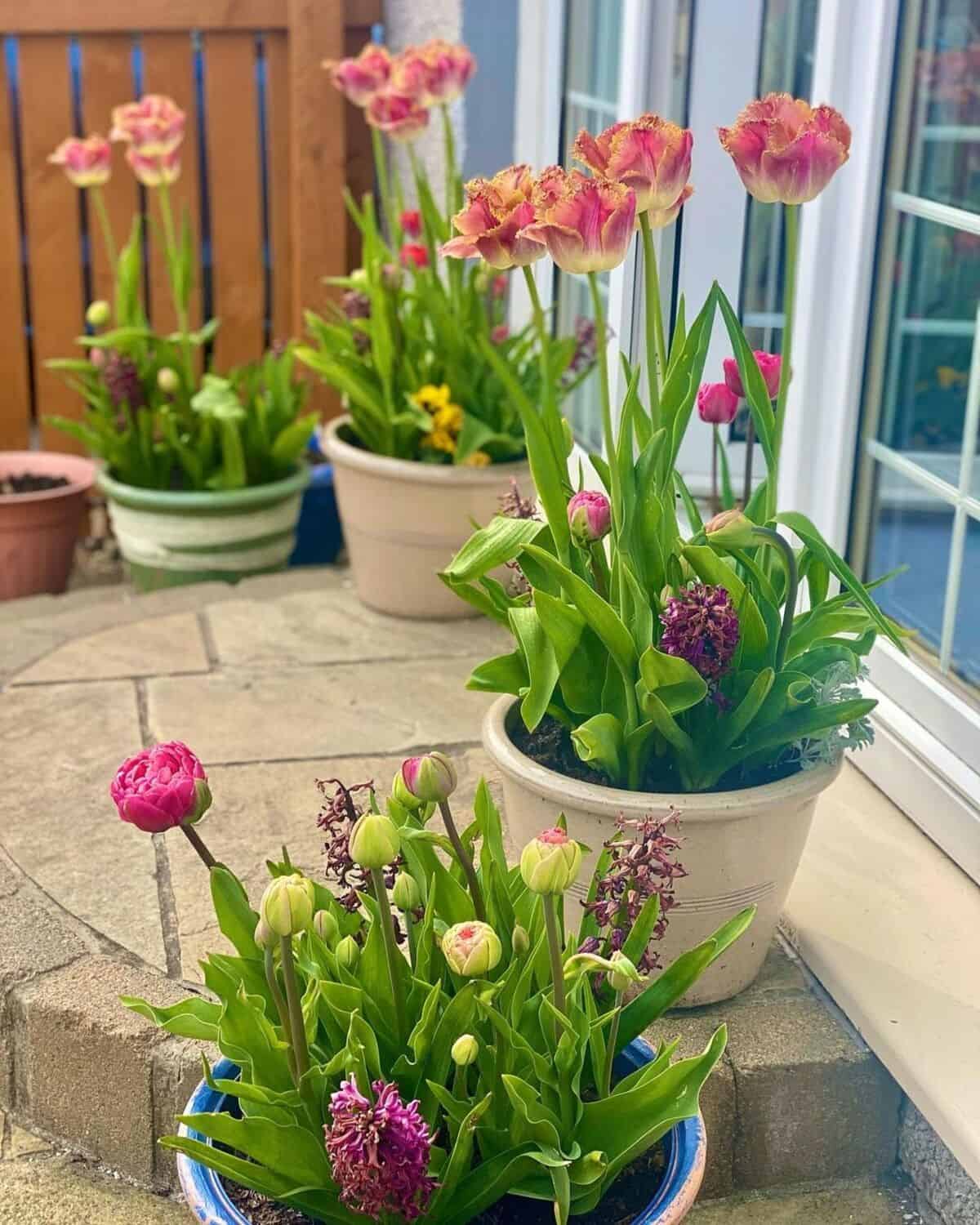 Tulips & Hyacinths