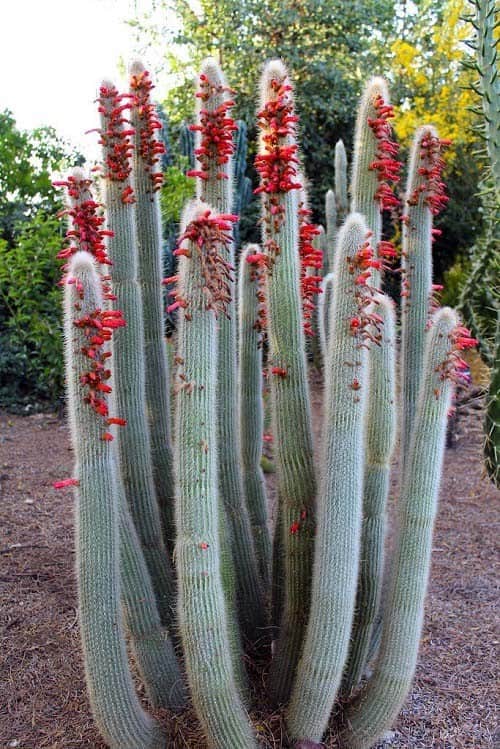 Silver Torch Cactus