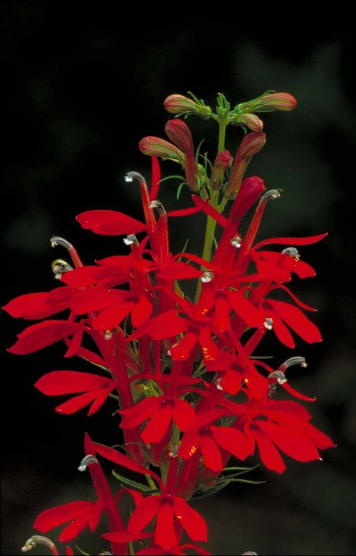 Cardinal Flower ( Lobelia cardinalis )