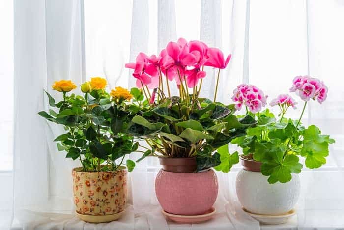 Brighten Up Your Home with Vibrant Flower Planters