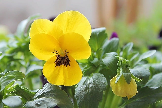 Yellow Pansy