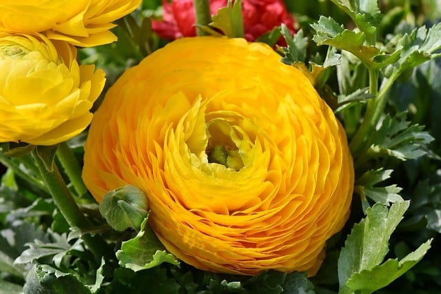 Yellow Ranunculus