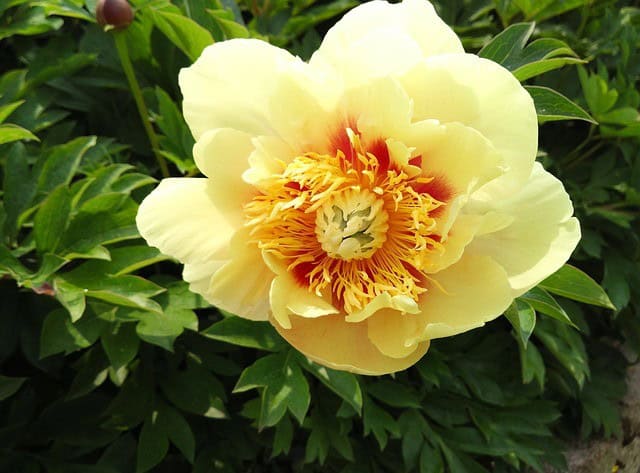 Yellow Peonies