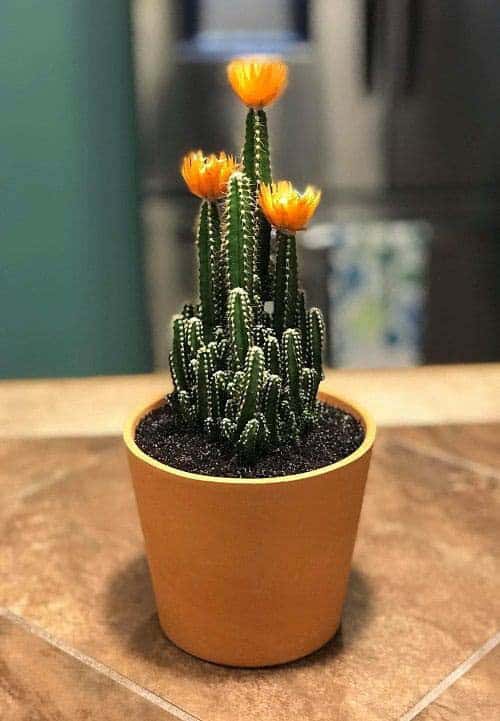 Fairy Castle Cactus