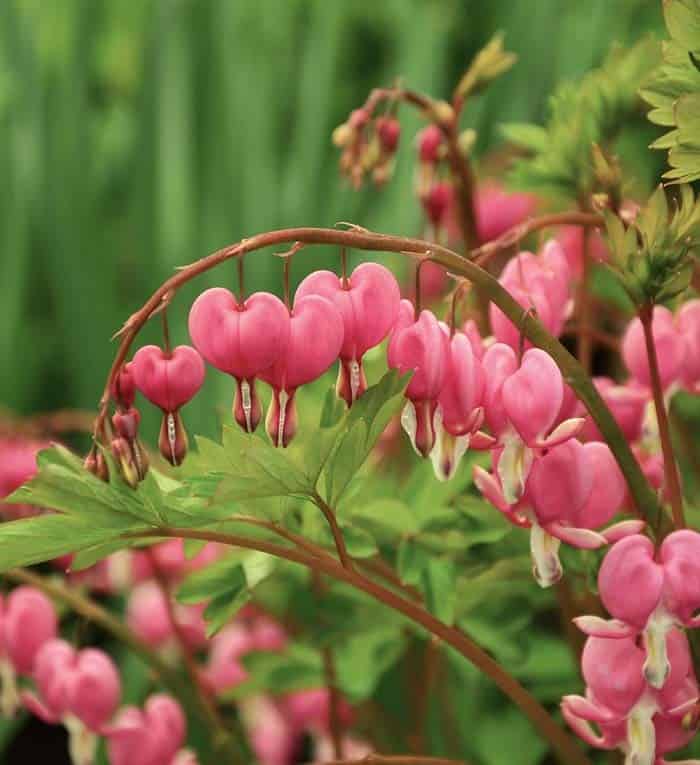 Bleeding Heart (Lamprocapnos spectabilis)