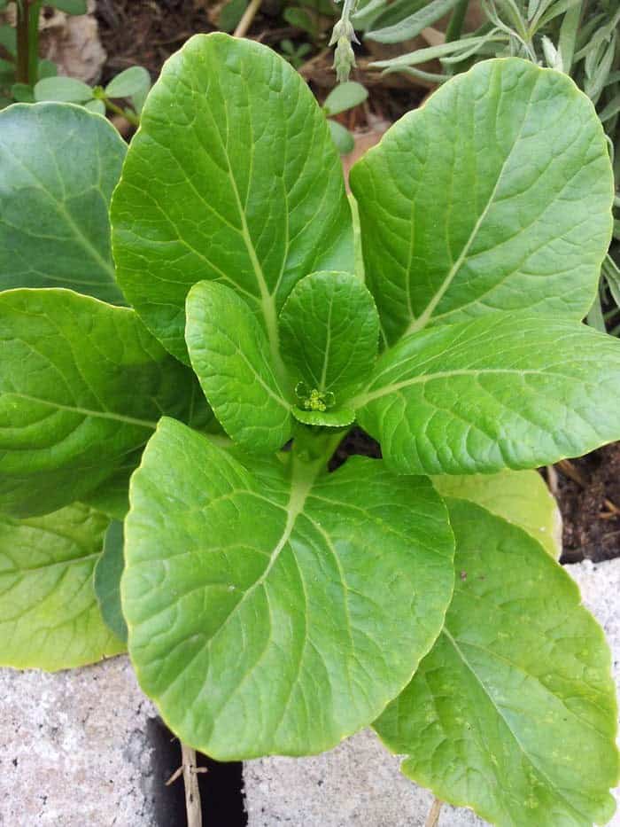 Bok Choi