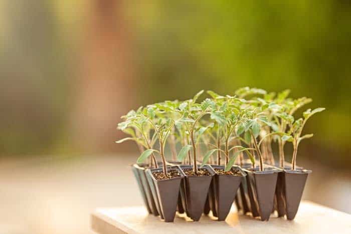 Feed Seedlings