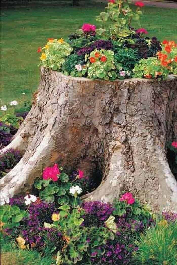 Large Tree Stump Becomes a Flower Garden