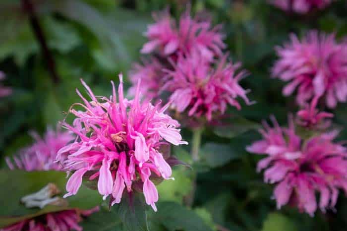 Bee Balm ( Monarda Fistulosa )