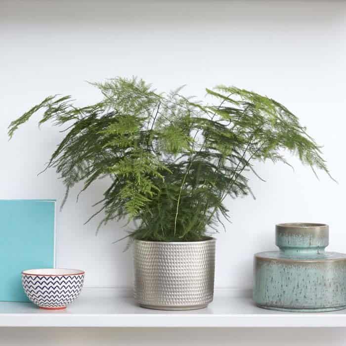 Asparagus Fern