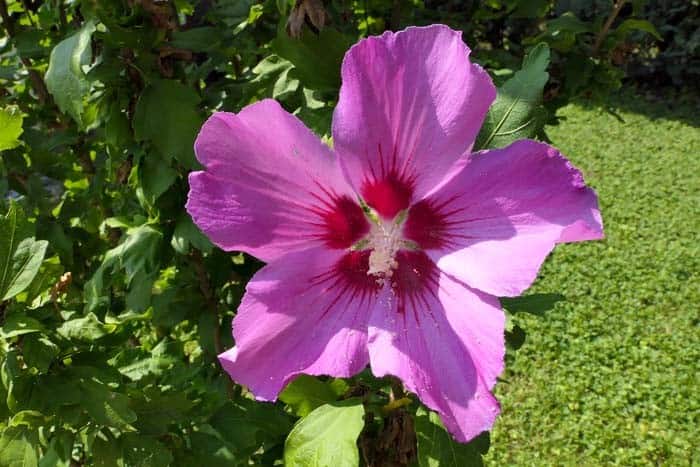 Hardy Hibiscus