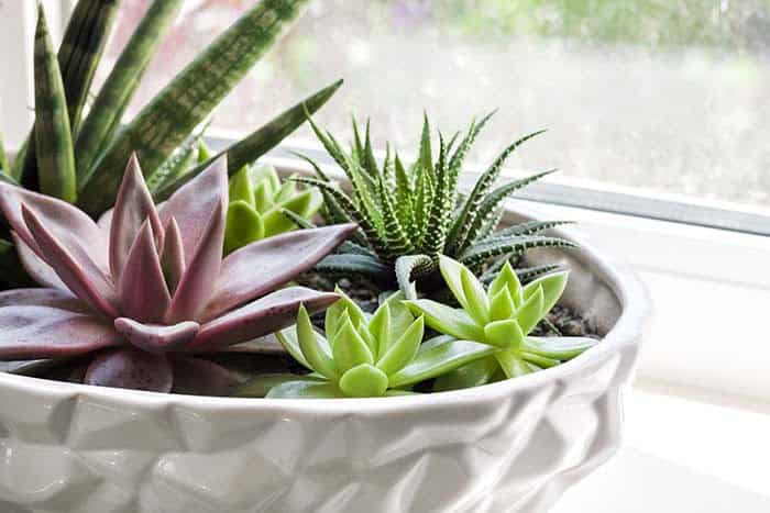 Get the Modern Look with Succulents