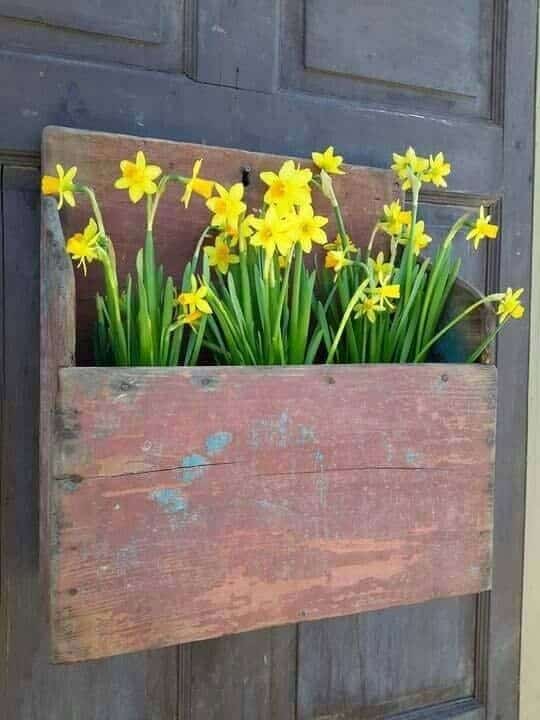 Spring Favorite Daffodils In Antique Mailbox