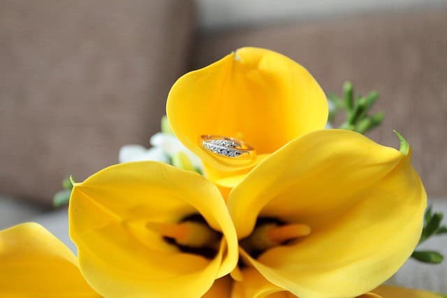 Yellow Calla Lily