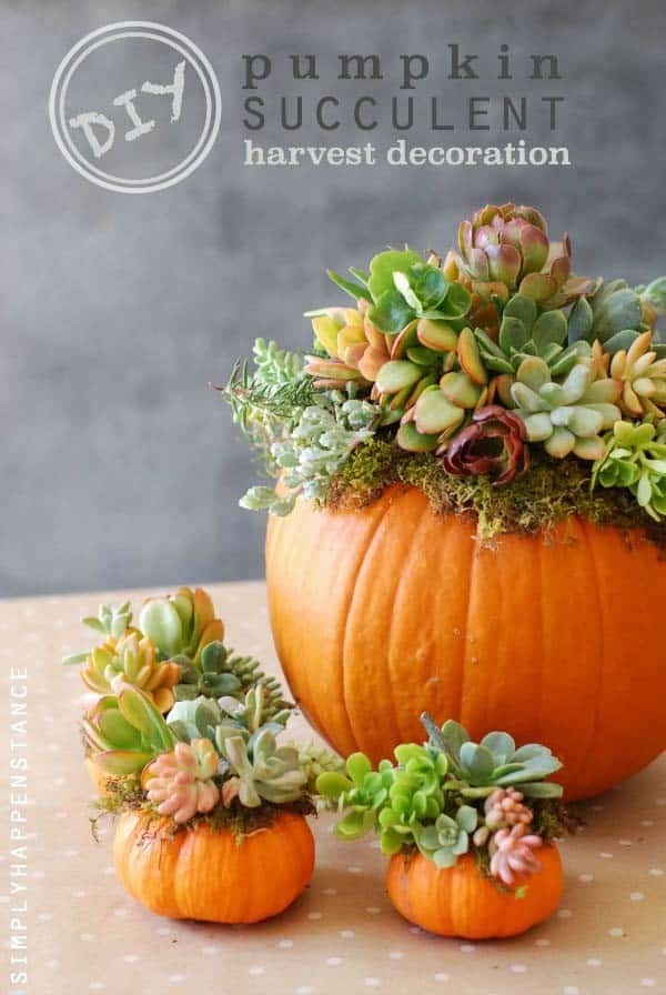 Add Charm with a Colorful Pumpkin Succulent Centerpiece