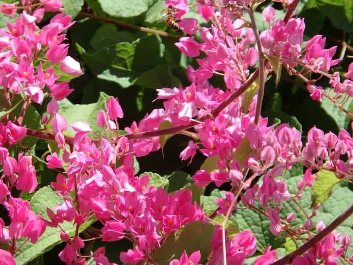 Coral Vine (Mexican Creeper)