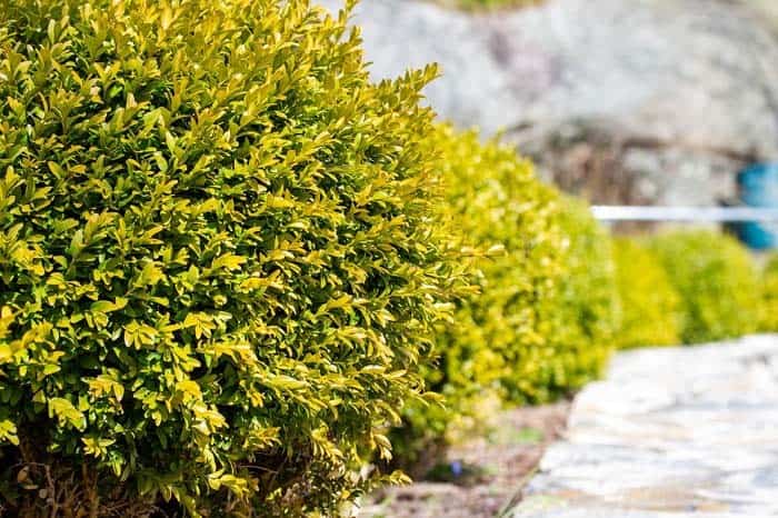 Low Maintenance Boxwood Hedge