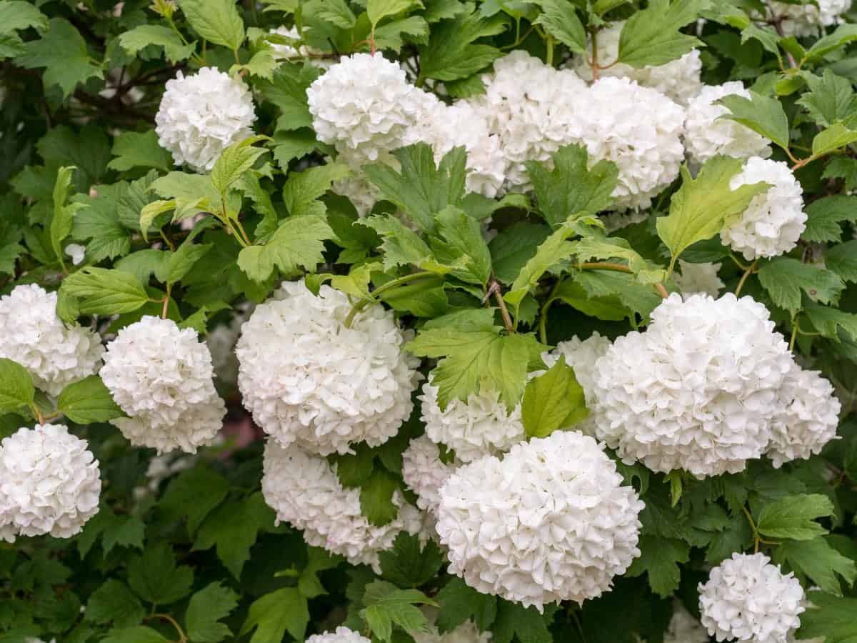 Viburnum