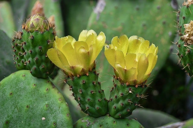 Prickly Pear With Yellow Flowers