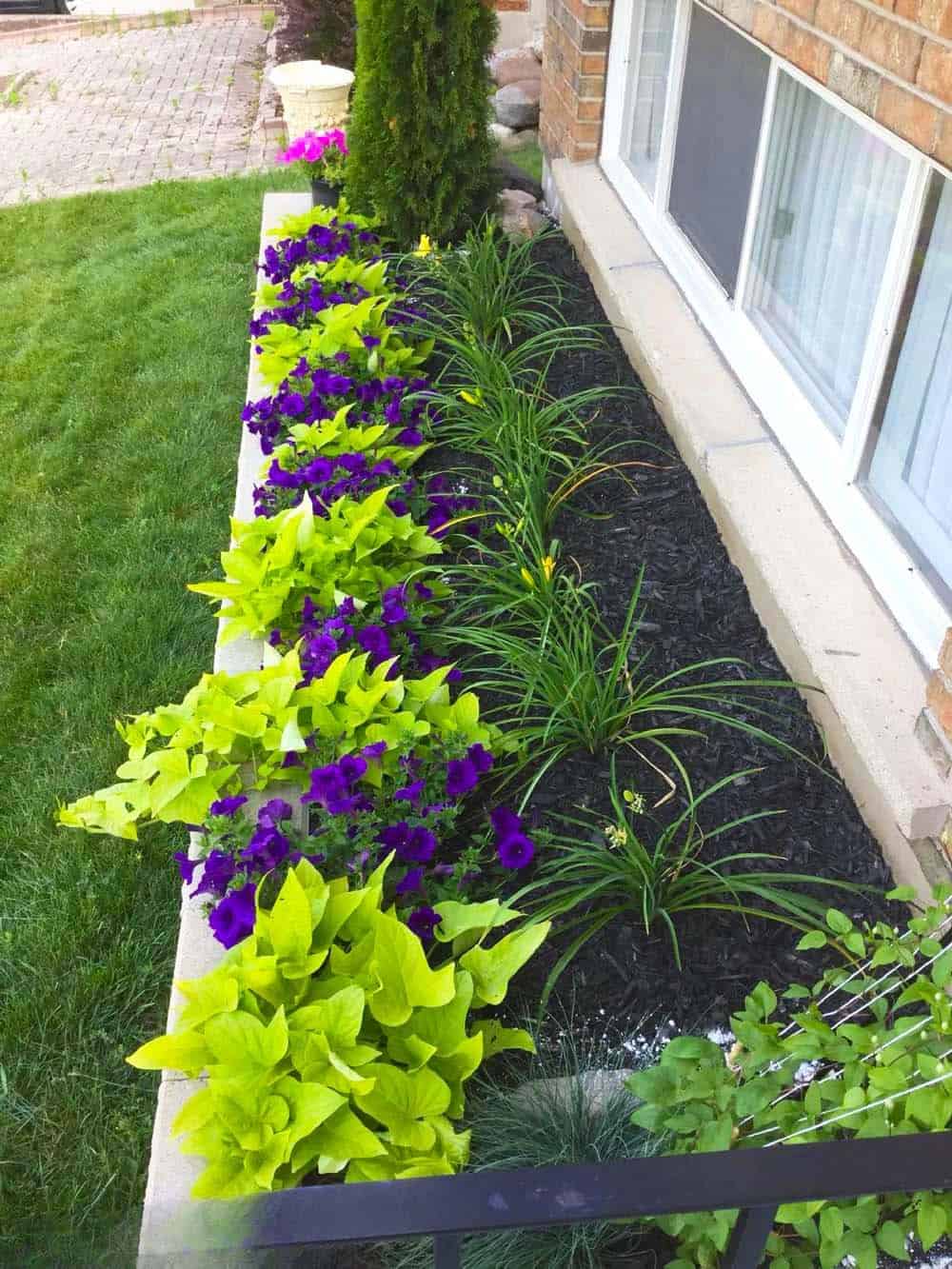 Vivid Window-side Bloom