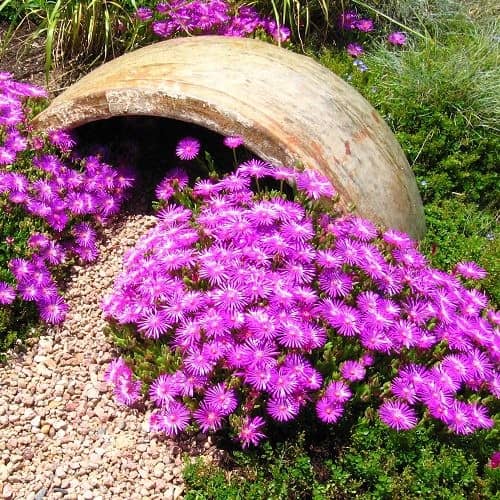 Ice Plant