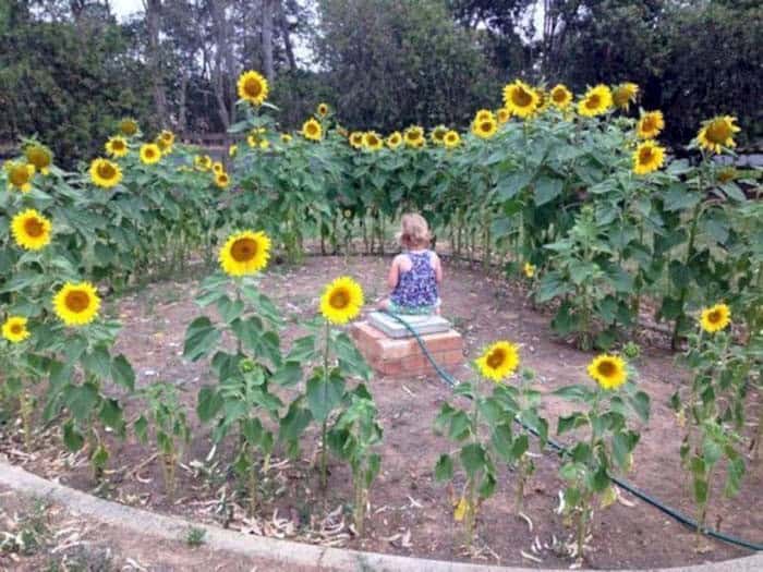 Retreat Amongst The Sunflower Ring