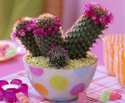 Mammillaria Cactus