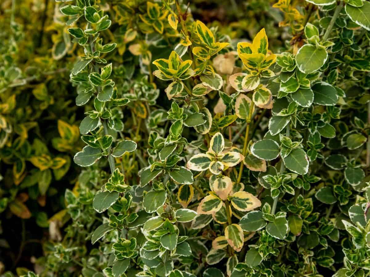 Emerald ‘n’ Gold Euonymus