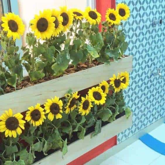 Rows Of Mini Sunflower Boxes