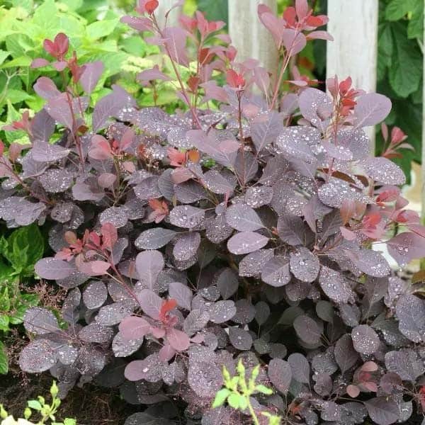 Winecraft Black Smokebush