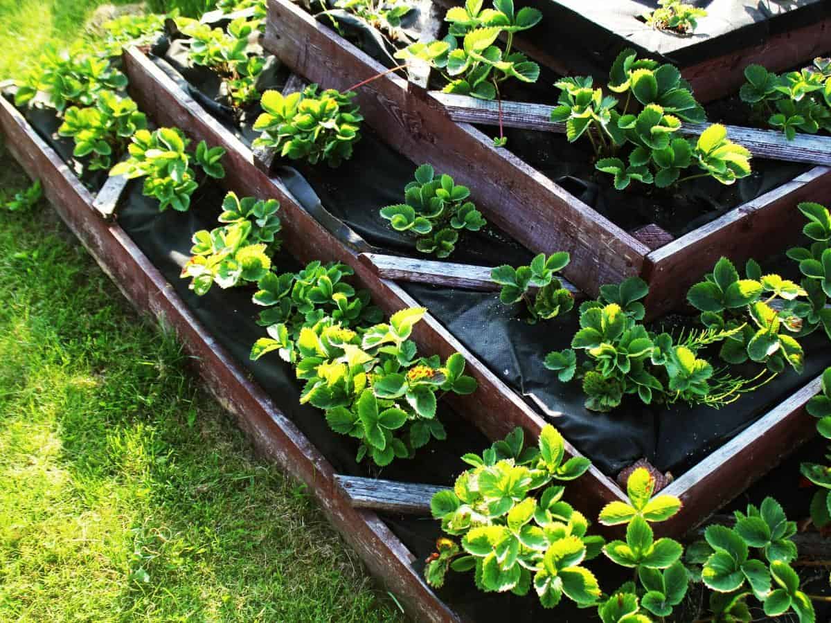 Multi-Level Raised Garden Bed