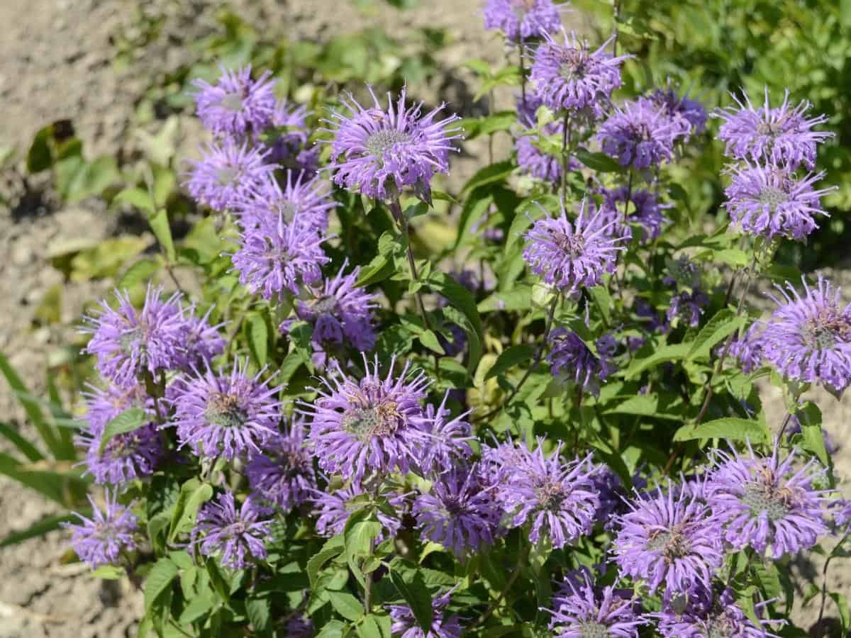 Wild Bee Balm