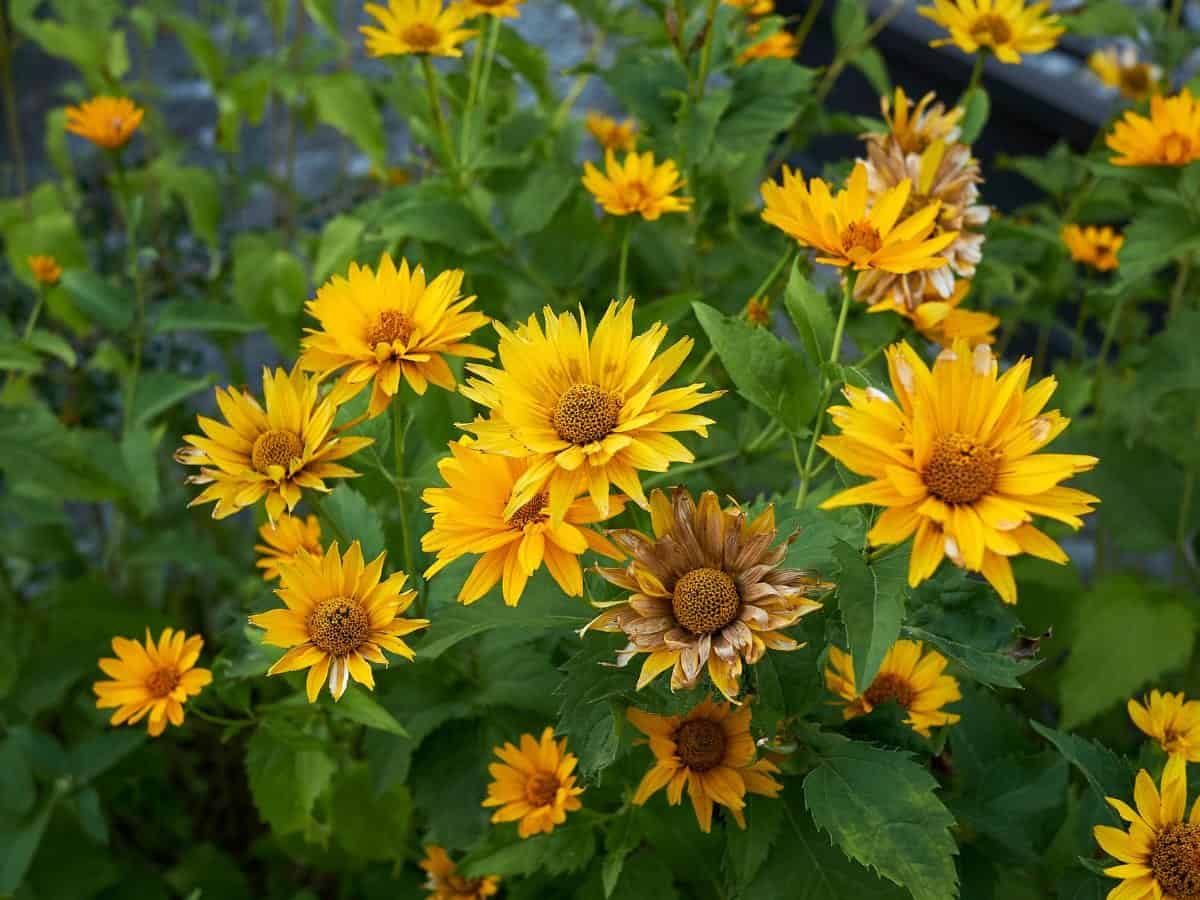 Perennial Sunflower