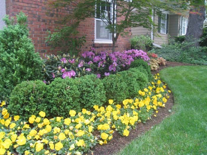 Add Color In the Back With Flowering Shrubs