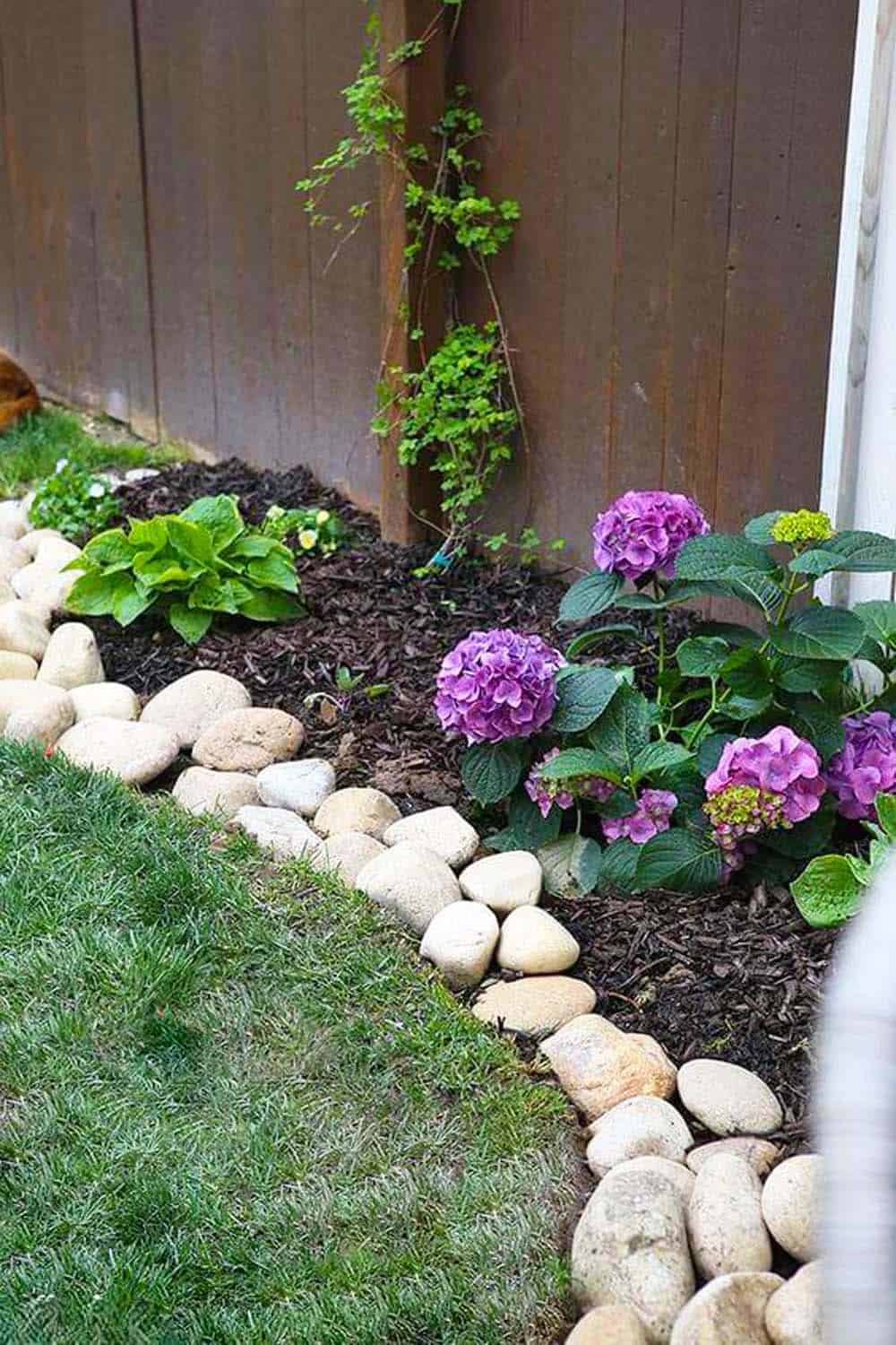 Hydrangea Border Beauty