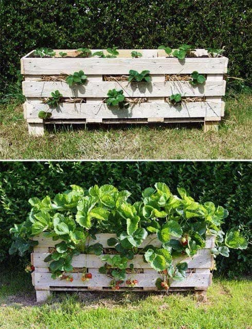 DIY Fruit Crate Strawberry Planter