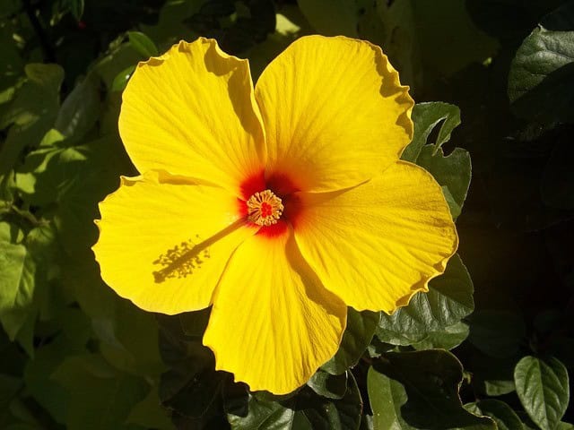 Yellow Hibiscus