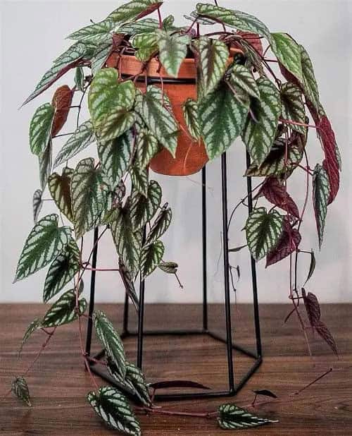 Rex Begonia Vine