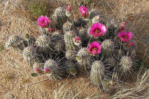 Strawberry Hedgehog Cactus