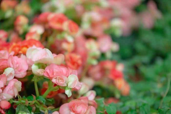 Begonias Flowers