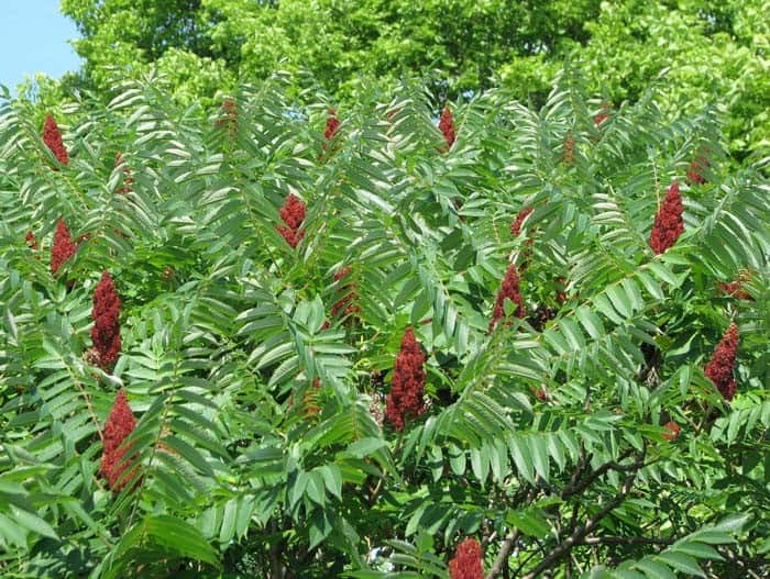 Sumac