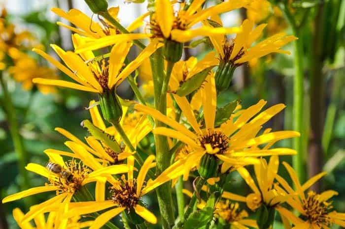 Leopard Plant (Ligularia)