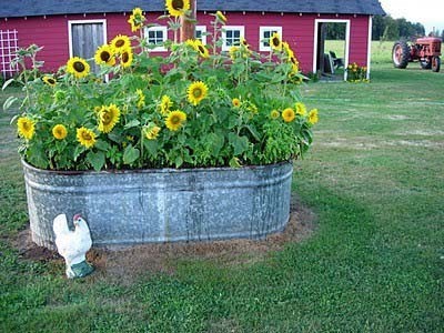 Plant A Garden In A Galvanized Tub