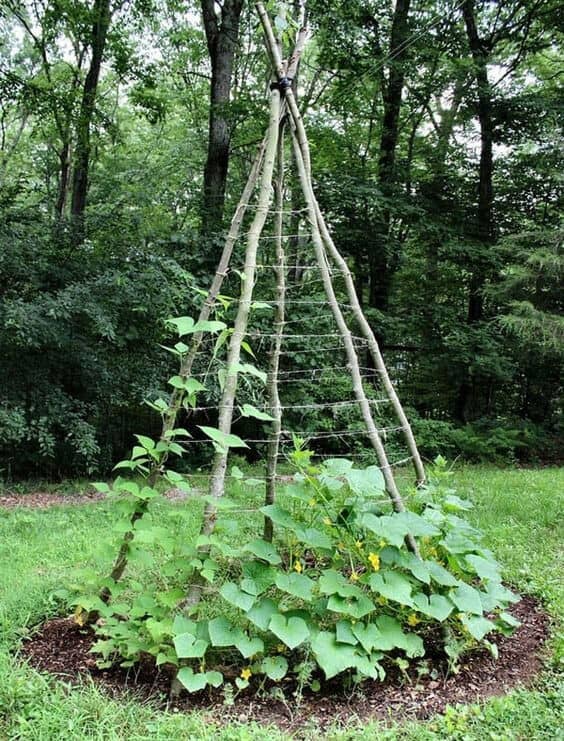 Landscaping with a Trellis