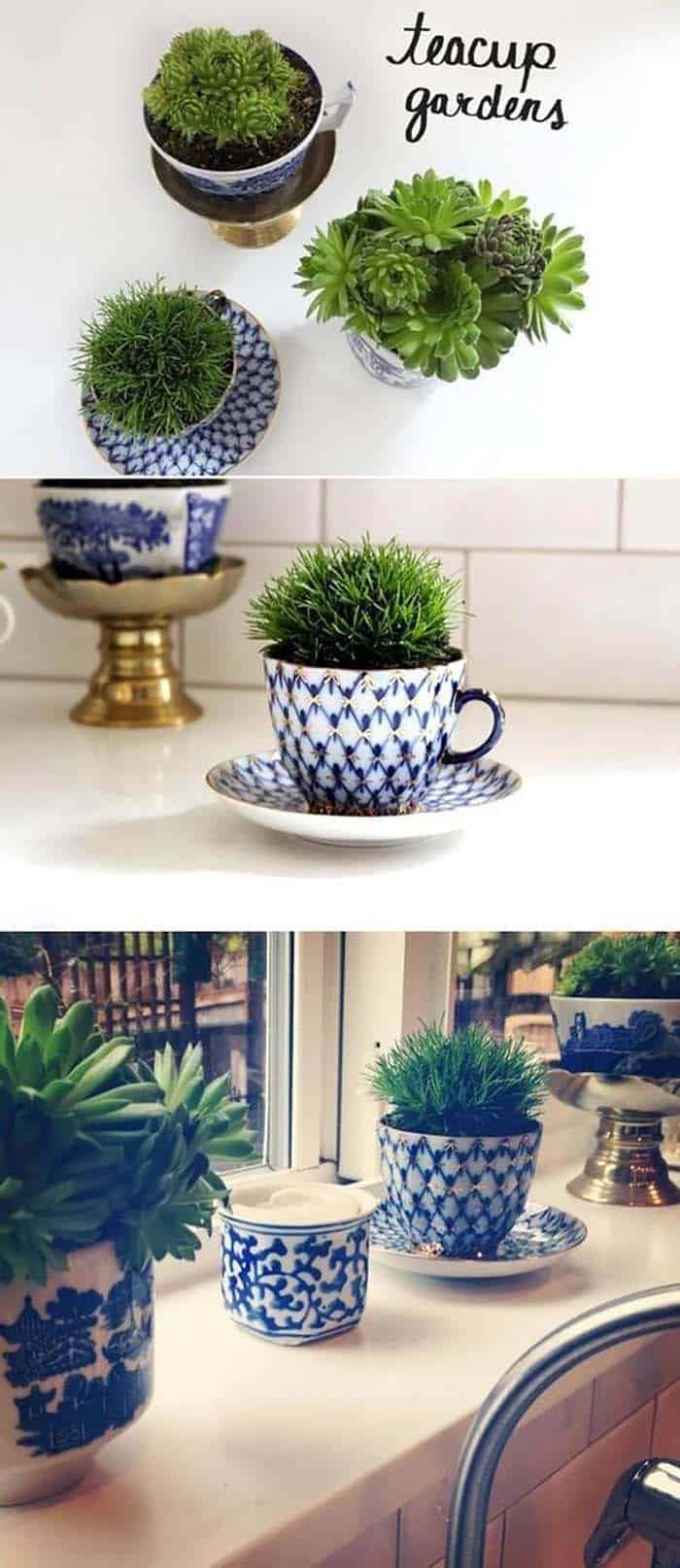 Fill a Cup with Succulents